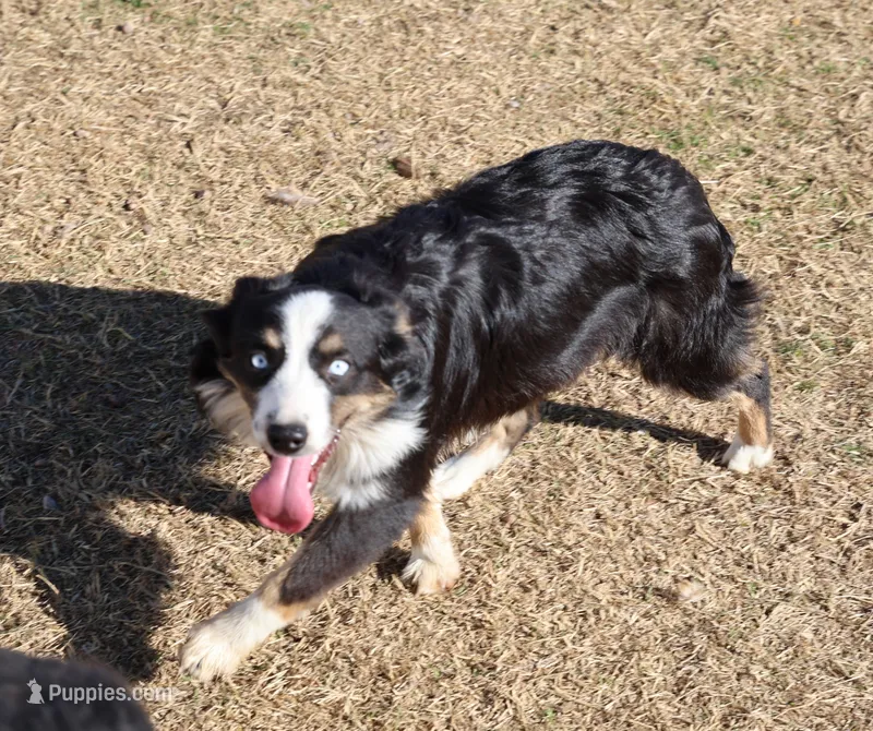 Smudge - Black Tri Female 2