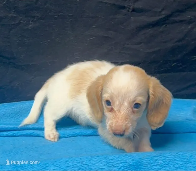 Molly - Cream Piebald Male 2 – Miniature Dachshund puppy for sale in Lawton, OK