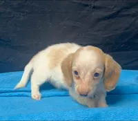 Molly - Cream Piebald Male 2, a male Miniature Dachshund for sale in Lawton, OK – 1 of 1