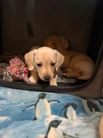 Audi - Light Cream Male, a male Miniature Dachshund for sale in Lawton, OK – 3 of 4