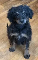 Freckles - Black Phantom Female, a female Miniature Aussiedoodle for sale in Lawton, OK – 5 of 9