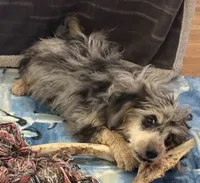Freckles - Blue Merle Male 2, a male Miniature Aussiedoodle for sale in Lawton, OK – 7 of 10