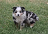 Oakley - Blue Merle Female 3, a female Miniature Australian Shepherd for sale in Lawton, OK – 4 of 10