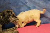 Tiffany - Cream Parti Female, a female Goldendoodle for sale in Lawton, OK – 7 of 7