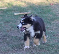 Stormi - Black Tri Male, a male Miniature Australian Shepherd for sale in Lawton, OK – 2 of 3