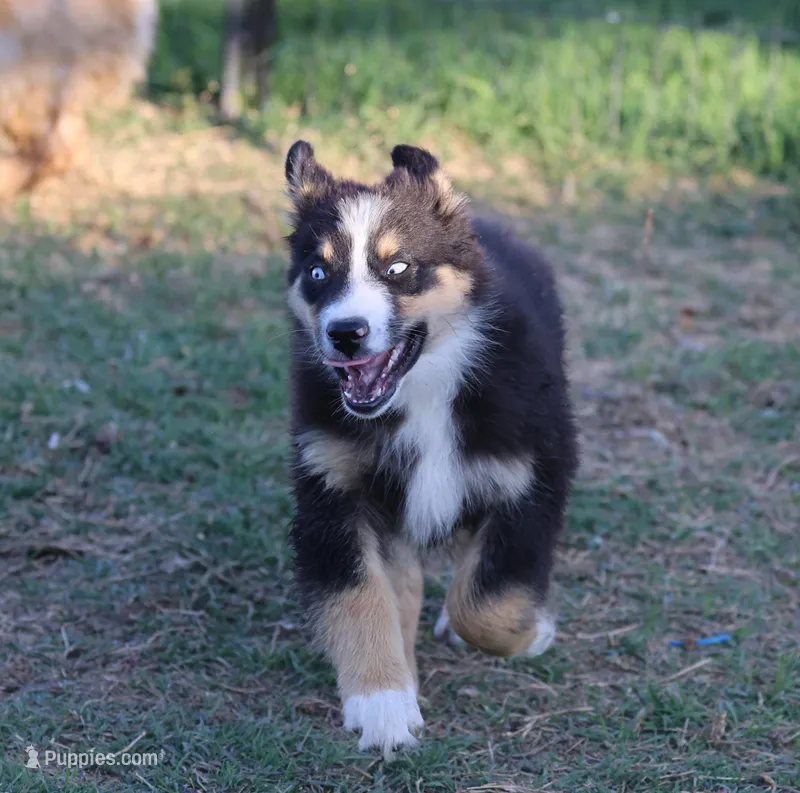 Stormi - Black Tri Male – Miniature Australian Shepherd puppy for sale in Lawton, OK