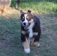 Stormi - Black Tri Male, a male Miniature Australian Shepherd for sale in Lawton, OK – 1 of 3