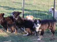 Stormi - Black Tri Male, a male Miniature Australian Shepherd for sale in Lawton, OK – 3 of 3