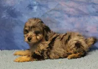 Freckles - Blue Merle Male 2, a male Miniature Aussiedoodle for sale in Lawton, OK – 2 of 8