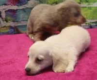 Daisy - Cream Female, a female Miniature Dachshund for sale in Lawton, OK – 6 of 10