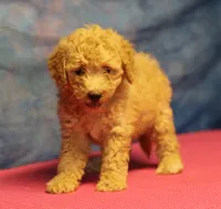 Tiffany - Cream Female, a female Goldendoodle for sale in Lawton, OK – 4 of 10