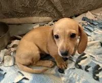 Audi - Cream Female, a female Miniature Dachshund for sale in Lawton, OK – 6 of 9