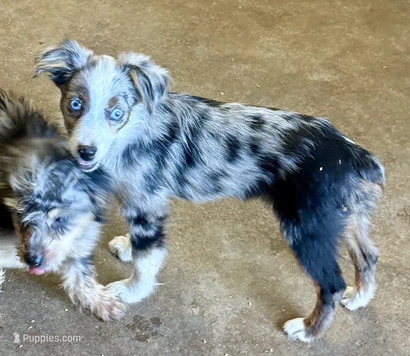 Tiny Tot OG - Blue Merle Female – Toy Australian Shepherd puppy for sale in Lawton, OK