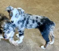 Tiny Tot OG - Blue Merle Female, a female Toy Australian Shepherd for sale in Lawton, OK – 3 of 7
