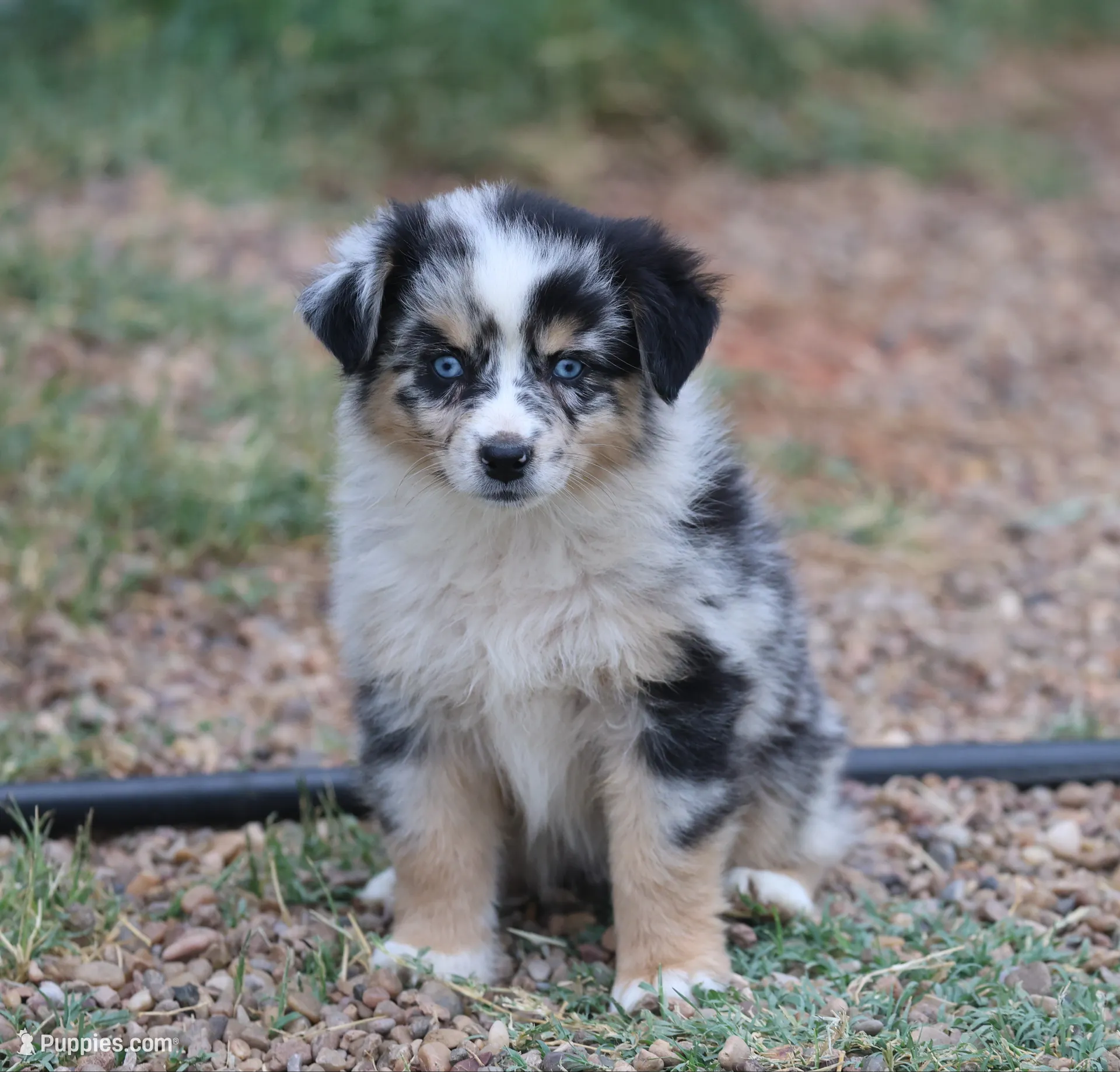 Oakley - Blue Merle Female 2, a female Miniature Australian Shepherd for sale in Lawton, OK – 3 of 10