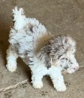 Tiffany - Merle Parti Female 3 , a female Goldendoodle for sale in Lawton, OK – 3 of 4