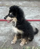 Freckles - Black Phantom Male 1, a male Miniature Aussiedoodle for sale in Lawton, OK – 2 of 10