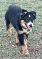Penny - BET Black Tri Male 2, a male Miniature Australian Shepherd for sale in Lawton, OK – 5 of 10