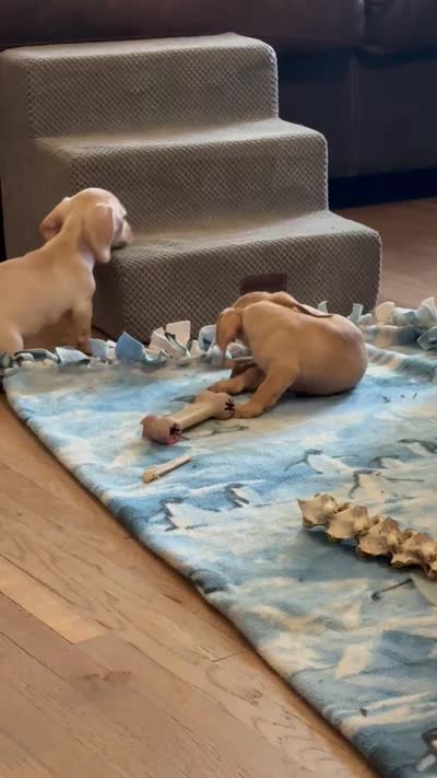 Audi - Cream Female, a female Miniature Dachshund for sale in Lawton, OK – 8 of 9