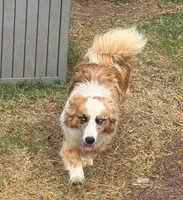Dally - Red Merle Male, a male Pembroke Welsh Corgi and Miniature Australian Shepherd for sale in Lawton, OK – 3 of 10