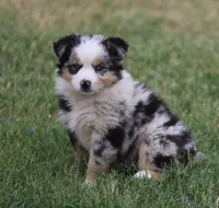 Oakley - Blue Merle Female 3, a female Miniature Australian Shepherd for sale in Lawton, OK – 3 of 10
