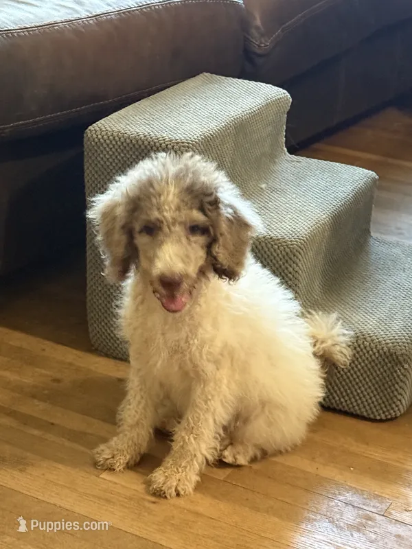 Tiffany- Merle Parti Female 1 – Goldendoodle puppy for sale in Lawton, OK
