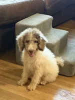 Tiffany- Merle Parti Female 1, a female Goldendoodle for sale in Lawton, OK – 1 of 6