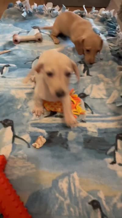 Audi - Light Cream Male, a male Miniature Dachshund for sale in Lawton, OK – 9 of 10