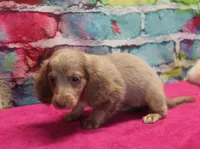 Daisy - Isabella Female, a female Miniature Dachshund for sale in Lawton, OK – 2 of 10