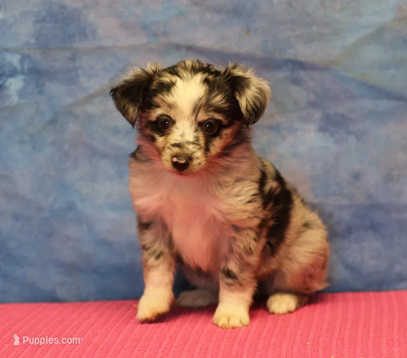 Tiny Tot - Blue Merle Female – Toy Australian Shepherd puppy for sale in Lawton, OK