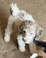 Tiffany - Merle Parti Female 3 , a female Goldendoodle for sale in Lawton, OK – 1 of 4