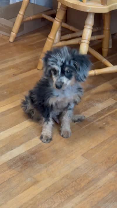 Freckles - Blue Merle Male 1, a male Miniature Aussiedoodle for sale in Lawton, OK – 10 of 10