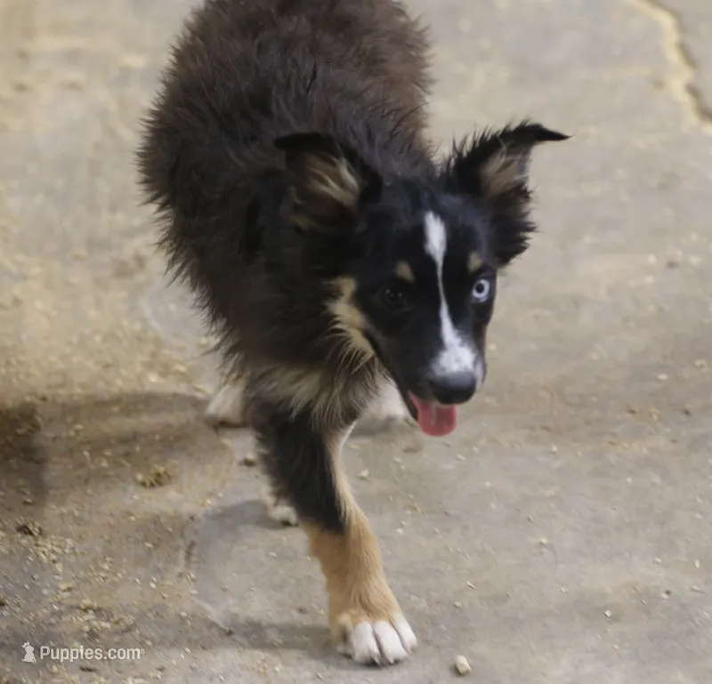 Oakley - Black Tri Female – Miniature Australian Shepherd puppy for sale in Lawton, OK