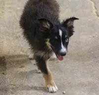 Oakley - Black Tri Female, a female Miniature Australian Shepherd for sale in Lawton, OK – 1 of 7