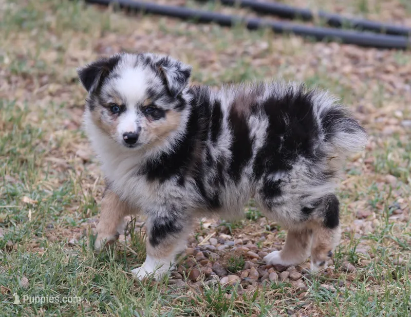 Oakley - Blue Merle Female 1 – Miniature Australian Shepherd puppy for sale in Lawton, OK
