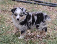 Oakley - Blue Merle Female 1, a female Miniature Australian Shepherd for sale in Lawton, OK – 1 of 8