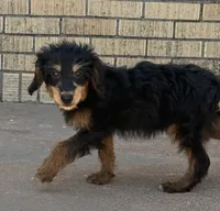 Freckles - Black Phantom Male 2, a male Miniature Aussiedoodle for sale in Lawton, OK – 3 of 10