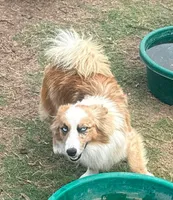 Dally - Red Merle Male, a male Pembroke Welsh Corgi and Miniature Australian Shepherd for sale in Lawton, OK – 4 of 10
