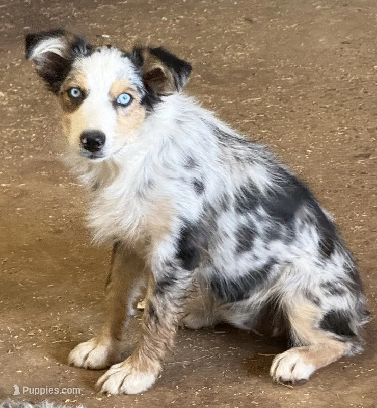 Oakley - Blue Merle Female 3 – Miniature Australian Shepherd puppy for sale in Lawton, OK