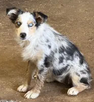 Oakley - Blue Merle Female 3, a female Miniature Australian Shepherd for sale in Lawton, OK – 1 of 10