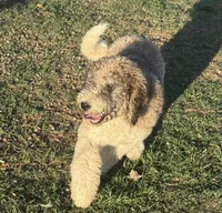 Cleo - Parti Male 1, a male Bernedoodle for sale in Lawton, OK – 2 of 10