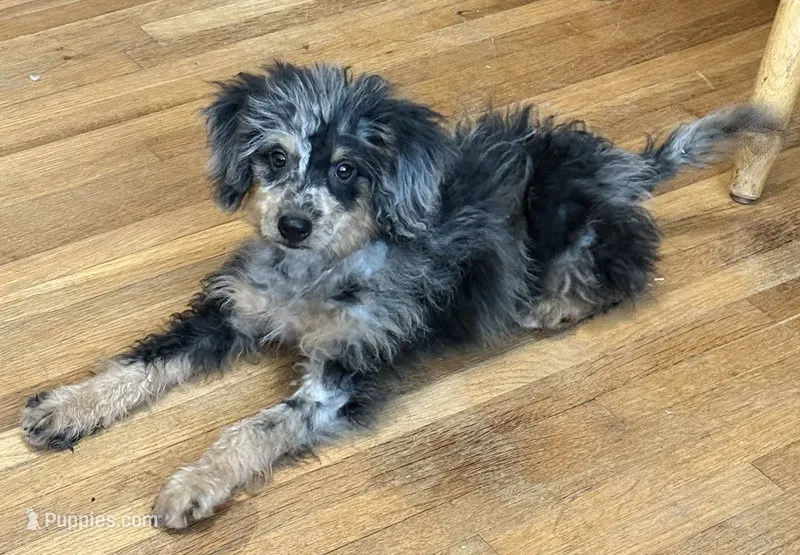 Freckles - Blue Merle Male 1 – Miniature Aussiedoodle puppy for sale in Lawton, OK
