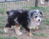 Stormi - Blue Merle Male, a male Miniature Australian Shepherd for sale in Lawton, OK – 6 of 10
