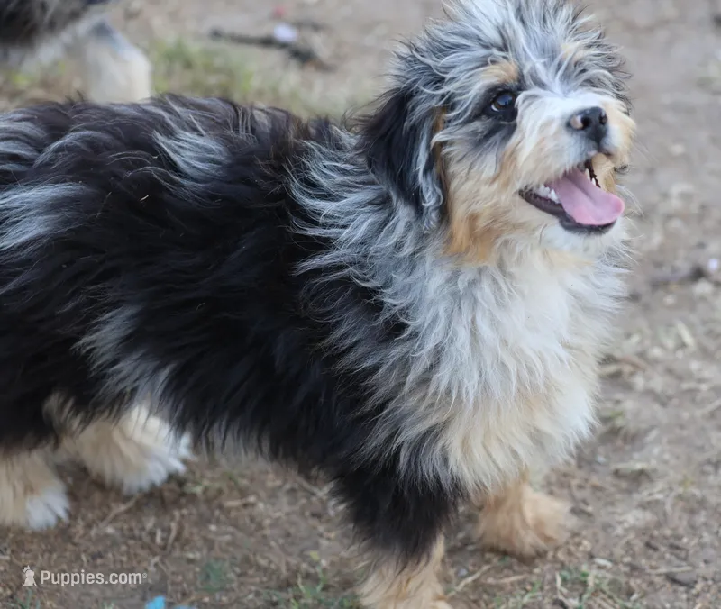 Stormi - Blue Merle Male – Miniature Australian Shepherd puppy for sale in Lawton, OK