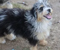 Stormi - Blue Merle Male, a male Miniature Australian Shepherd for sale in Lawton, OK – 1 of 10