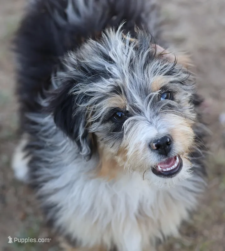Stormi - Blue Merle Male – Miniature Australian Shepherd puppy for sale in Lawton, OK