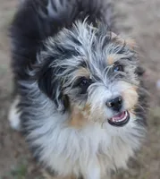 Stormi - Blue Merle Male, a male Miniature Australian Shepherd for sale in Lawton, OK – 2 of 10