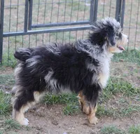Stormi - Blue Merle Male, a male Miniature Australian Shepherd for sale in Lawton, OK – 10 of 10