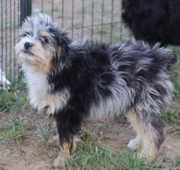 Stormi - Blue Merle Male, a male Miniature Australian Shepherd for sale in Lawton, OK – 5 of 10