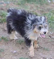 Stormi - Blue Merle Male, a male Miniature Australian Shepherd for sale in Lawton, OK – 7 of 10